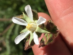 Horkeliella purpurascens