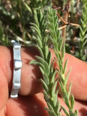 Horkeliella purpurascens