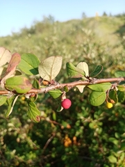 Cotoneaster alaunicus