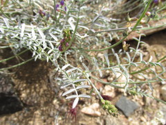 Astragalus bernardinus