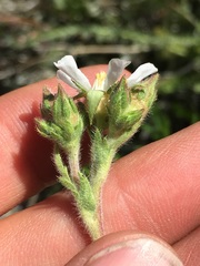 Horkeliella purpurascens