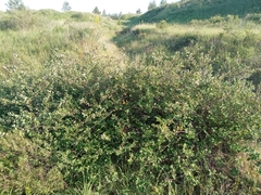 Cotoneaster alaunicus