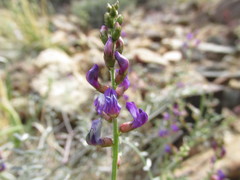 Astragalus bernardinus