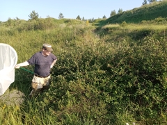 Cotoneaster alaunicus