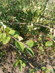 Cotoneaster alaunicus