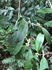 Ilex formosana