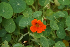 Tropaeolum majus