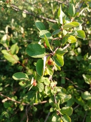 Cotoneaster alaunicus