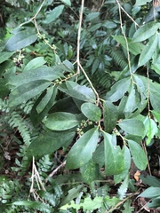 Ilex formosana