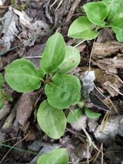 Pyrola minor