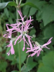 Silene flos-cuculi