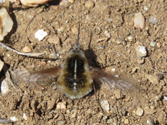 Bombylius analis