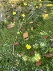 Utricularia gibba