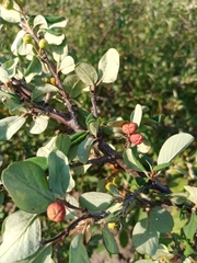Cotoneaster alaunicus