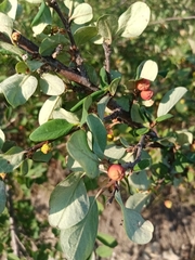 Cotoneaster alaunicus