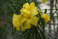 Cascabela thevetioides