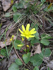 Ficaria verna calthifolia