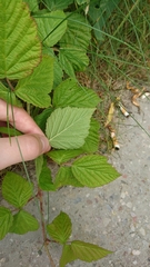 Rubus caesius