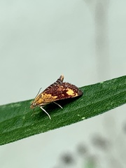 Pyrausta orphisalis