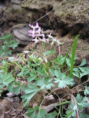 Corydalis paczoskii