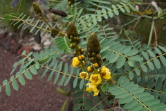 Senna didymobotrya