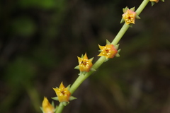 Echeveria bicolor