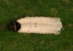 Trullifiorinia acaciae