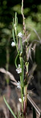 Polygonum utahense