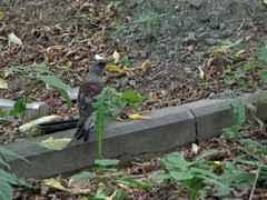 Turdus pilaris