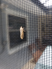 Acrolophus plumifrontella