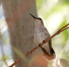 Calypte costae