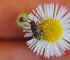 Stictopleurus minutus