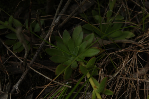 Echeveria bicolor