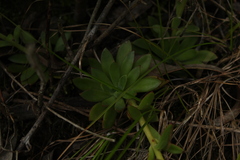 Echeveria bicolor
