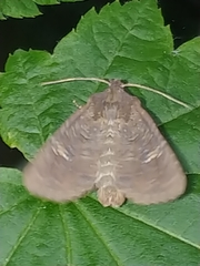 Xestia xanthographa