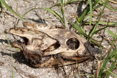 Apalone ferox