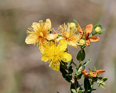 Hypericum myrtifolium