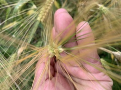 Hordeum vulgare