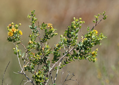 Hypericum myrtifolium
