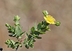 Hypericum myrtifolium