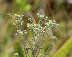 Eupatorium mohrii