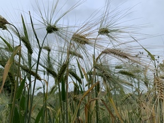 Hordeum vulgare