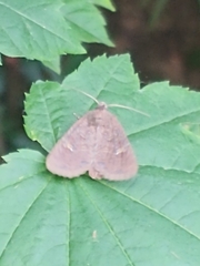 Xestia xanthographa