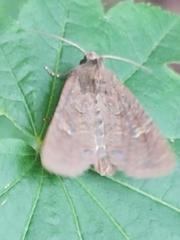 Xestia xanthographa