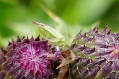 Closterotomus norwegicus