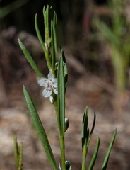 Polygonum utahense