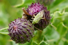 Closterotomus norwegicus