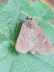 Xestia xanthographa