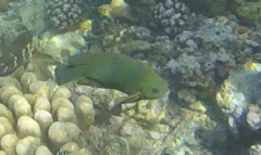 Neoglyphidodon crossi