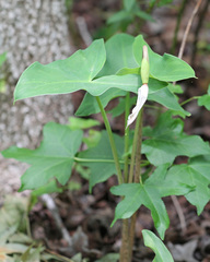 Peltandra sagittifolia